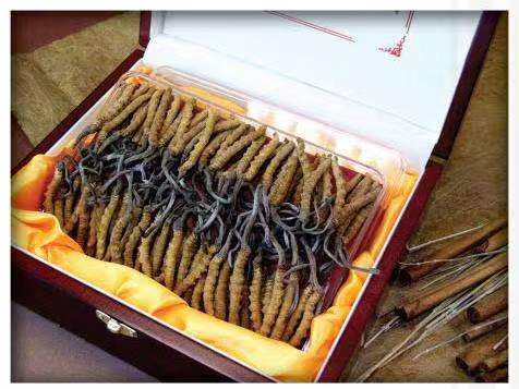 清流冬虫夏草回收